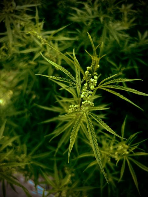 Cannabisplant met groene bladeren, wat is wietolie