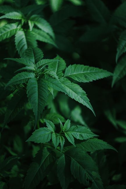 Cannabisplant, wat is een cannabis social club