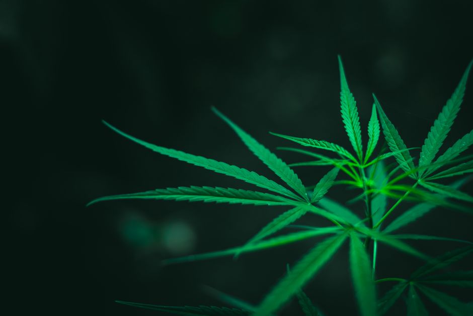Groene cannabisbladeren, verschil CBD en THC