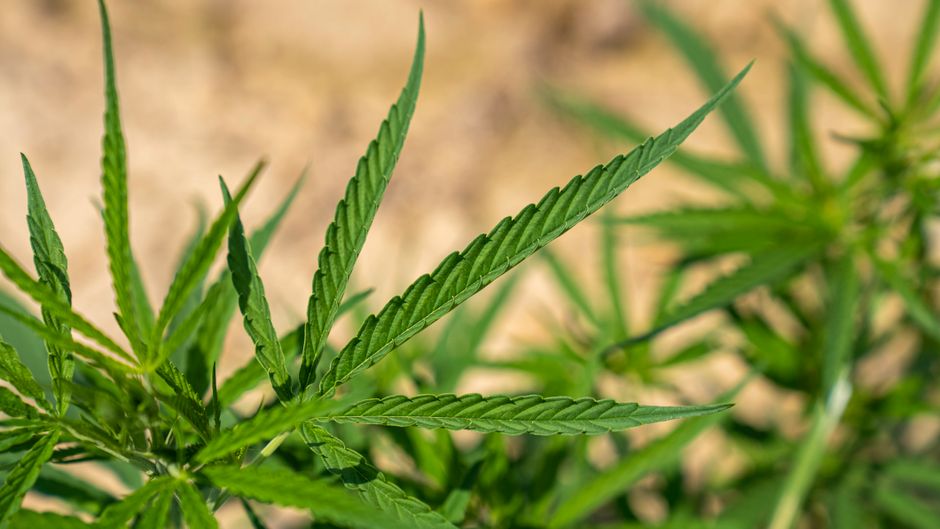 Cannabisplant in de zon, 5 planten thuis en het gedoogbeleid