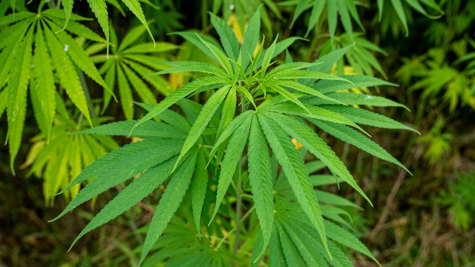 Cannabisplant, wat is ENCOD